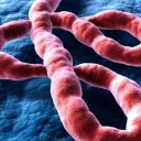 Which countries will have an Ebola case in 2026?